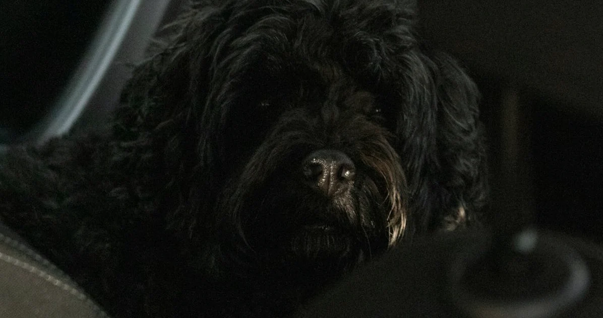 Perro en el coche: cómo evitar multas de 200 euros