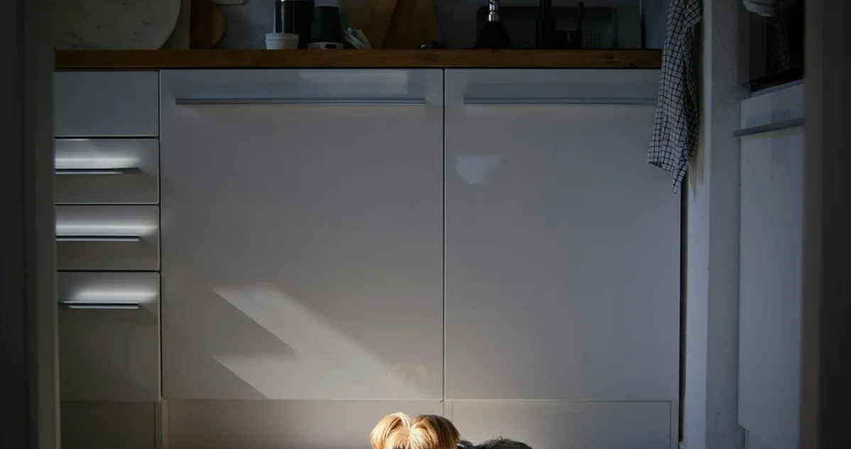 Perro solo en casa: qué implica el límite de 24 horas