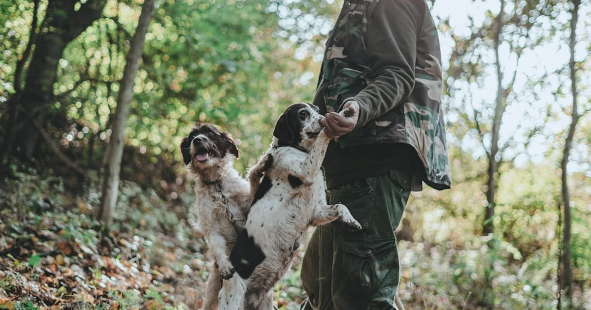 Perros de caza y Ley de Bienestar Animal