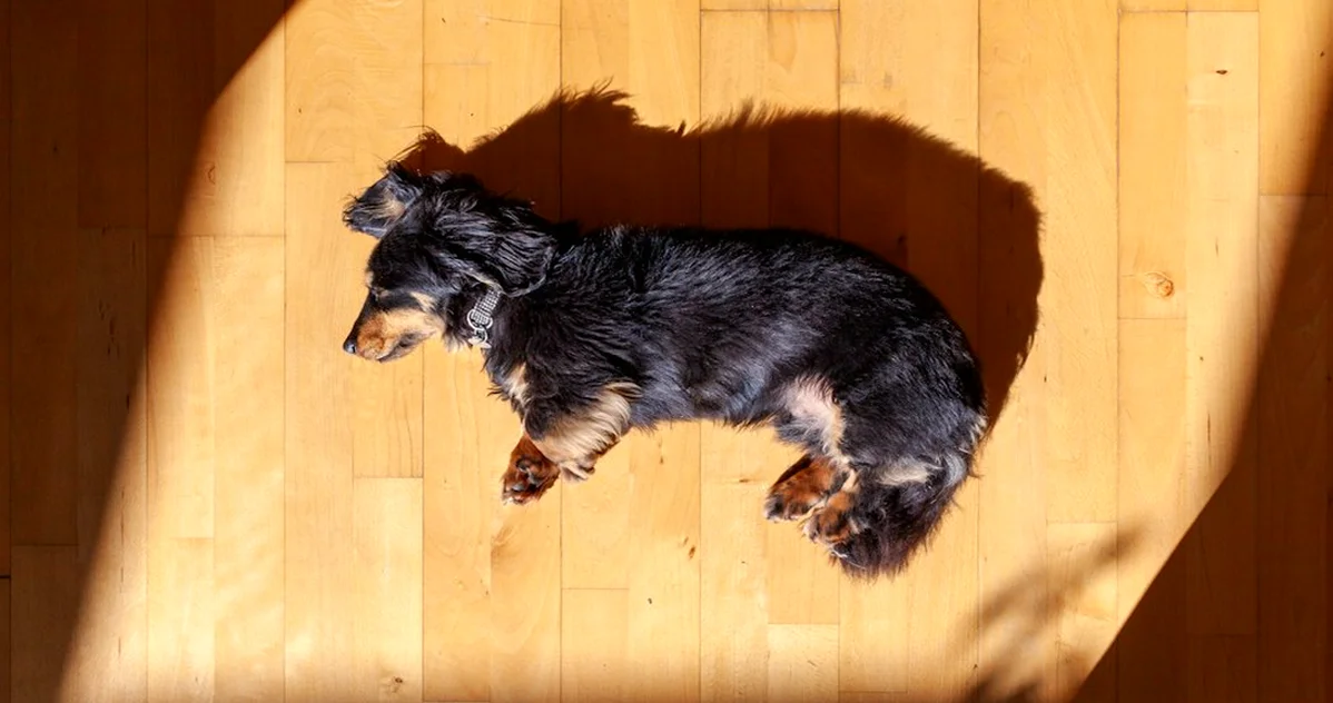 Publicar con tu perro no cede el vídeo a la marca