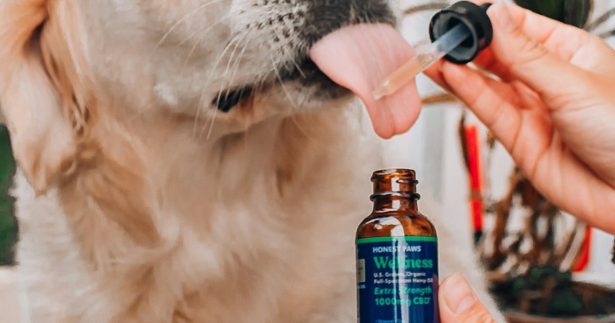 Qué vitaminas necesita un perro adulto de verdad