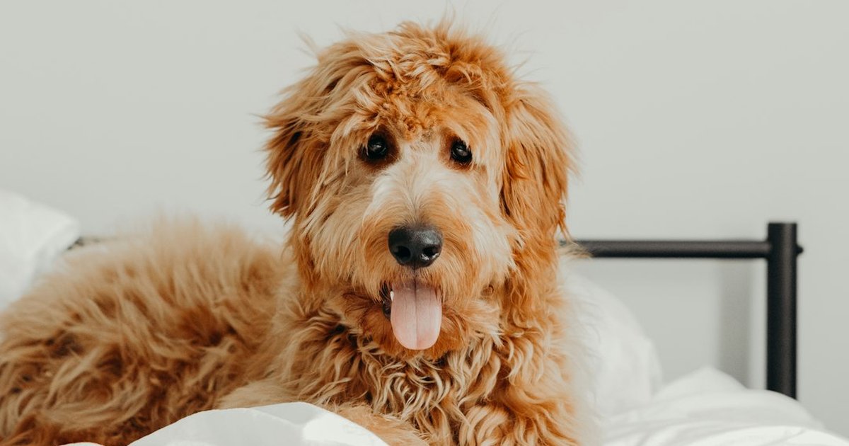 Rutinas diarias que mantienen sano a tu perro según edad