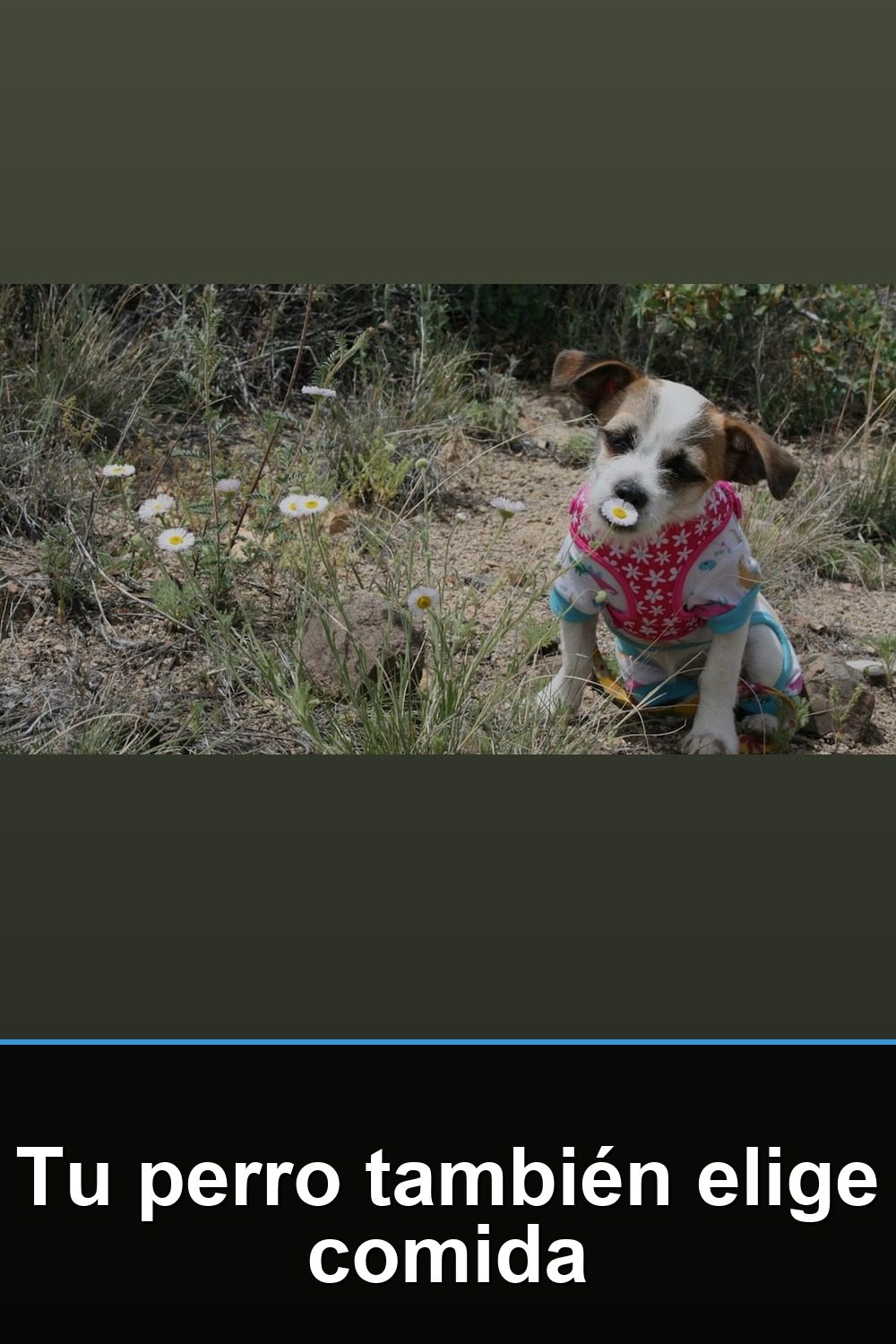 Si tu perro deja la comida, puede no ser capricho