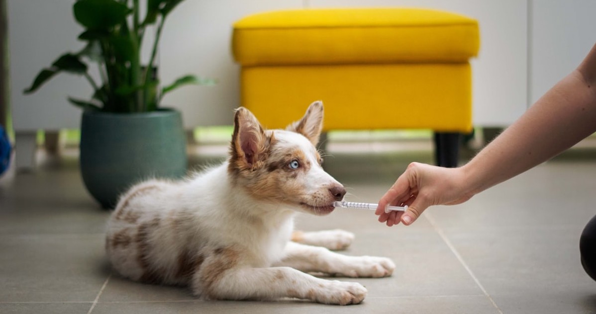 adiestramiento canino positivo en c