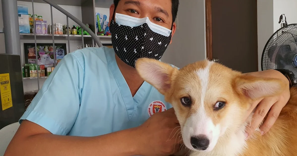 Sin diagnóstico, dar una dieta veterinaria al perro es un error