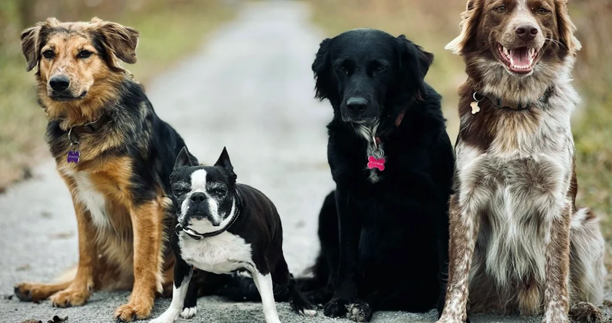 Sin una prueba, el cuidador de perros puede salir caro