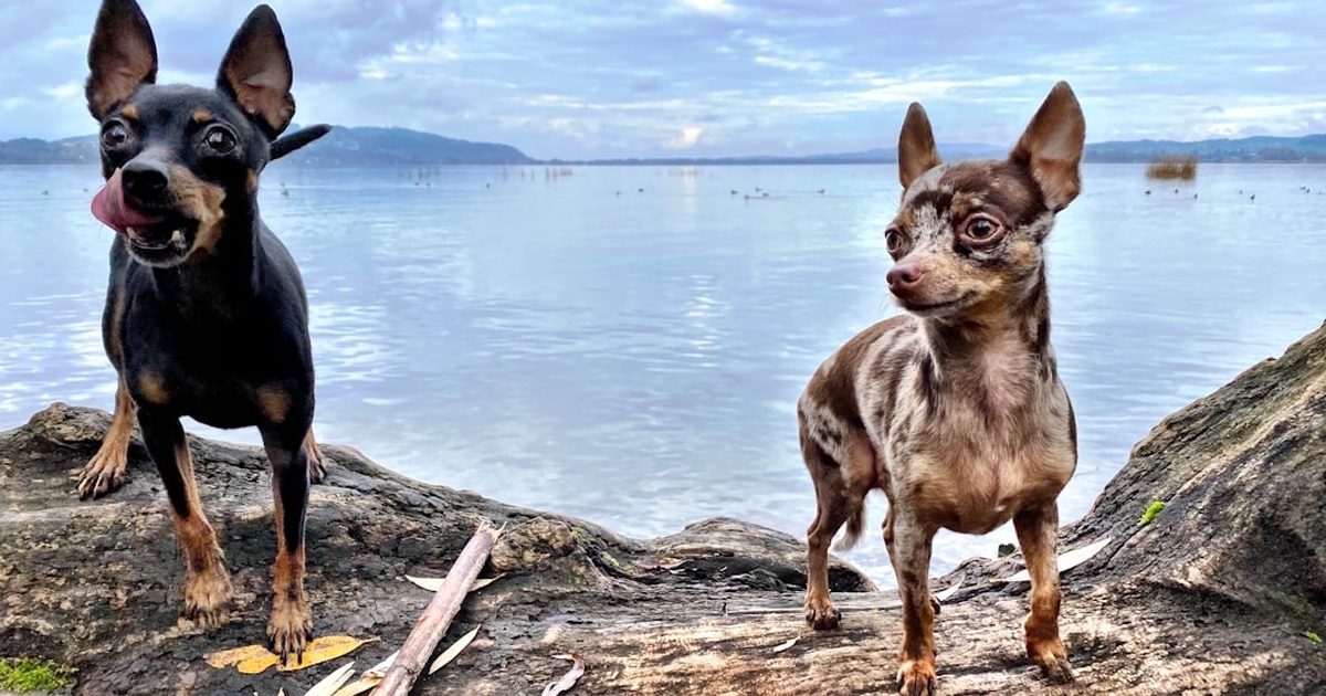 Socializa a tu Pinscher y reduce ladridos en el paseo
