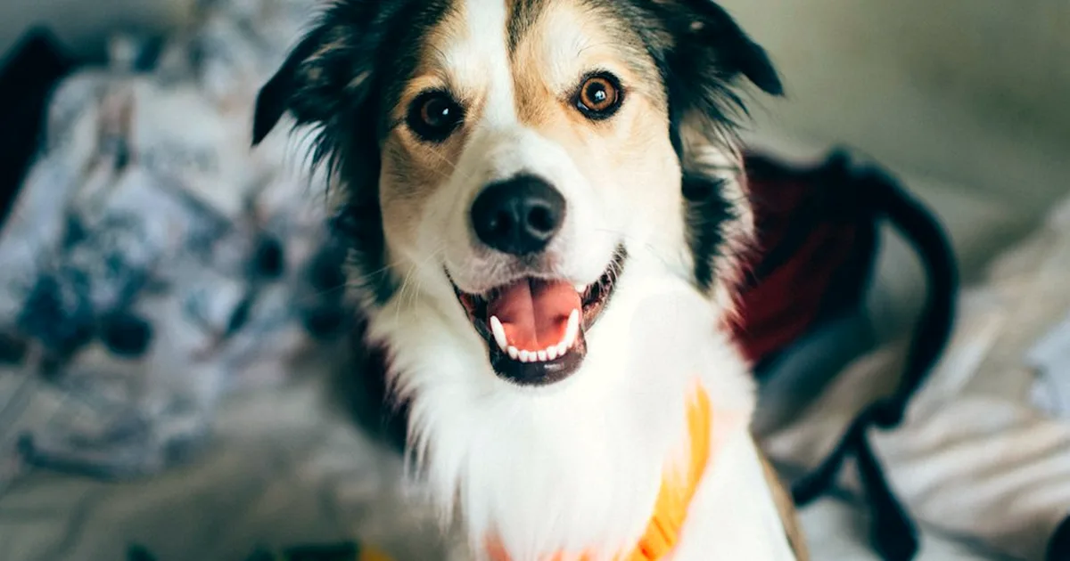 Tener un perfil aprobado no basta para alojar perros