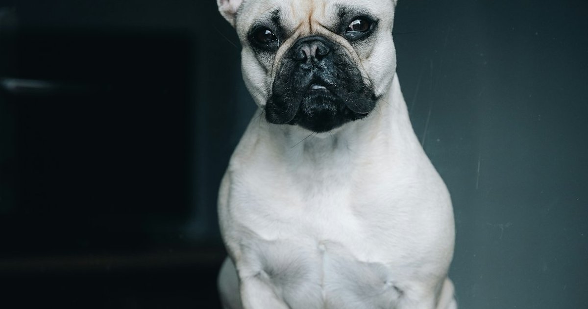Tu bulldog inglés puede enfermar antes de dar señales