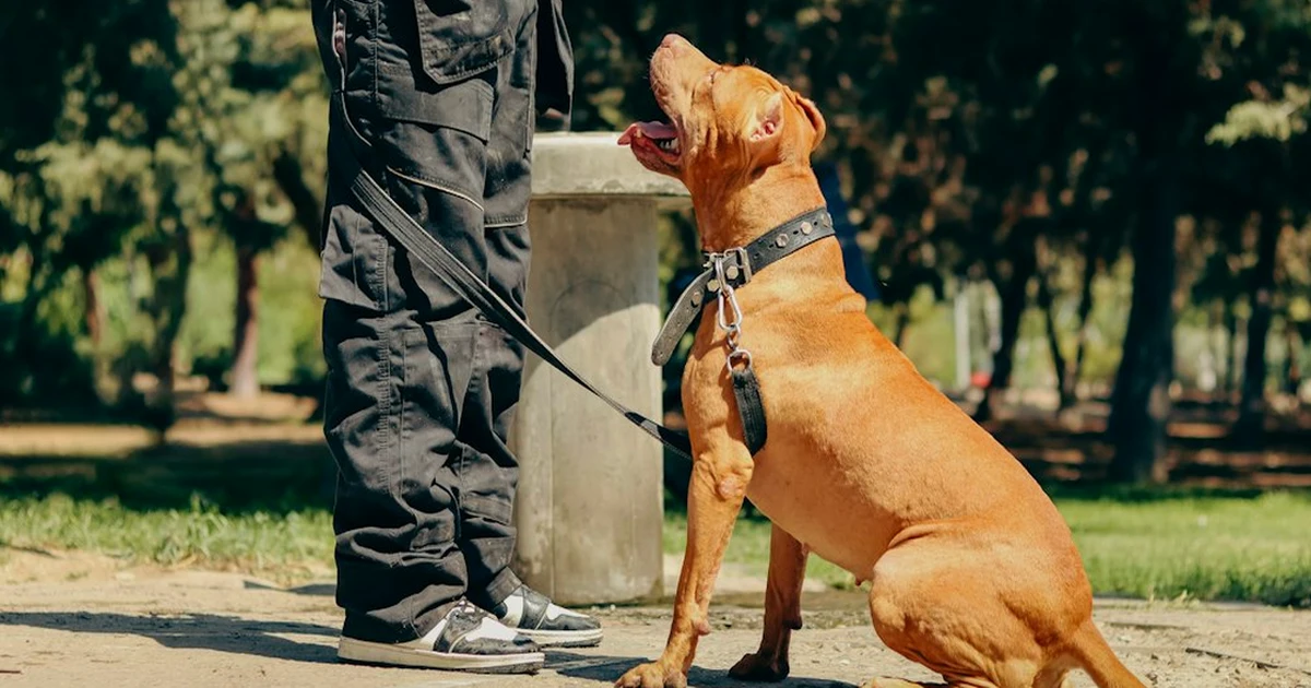 Tu experiencia no basta para cuidar perros en casa