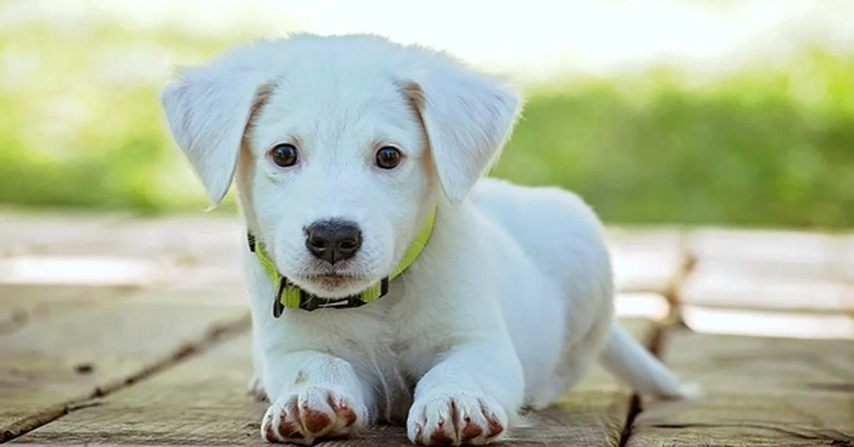 Tu experiencia no basta para cuidar perros en casa