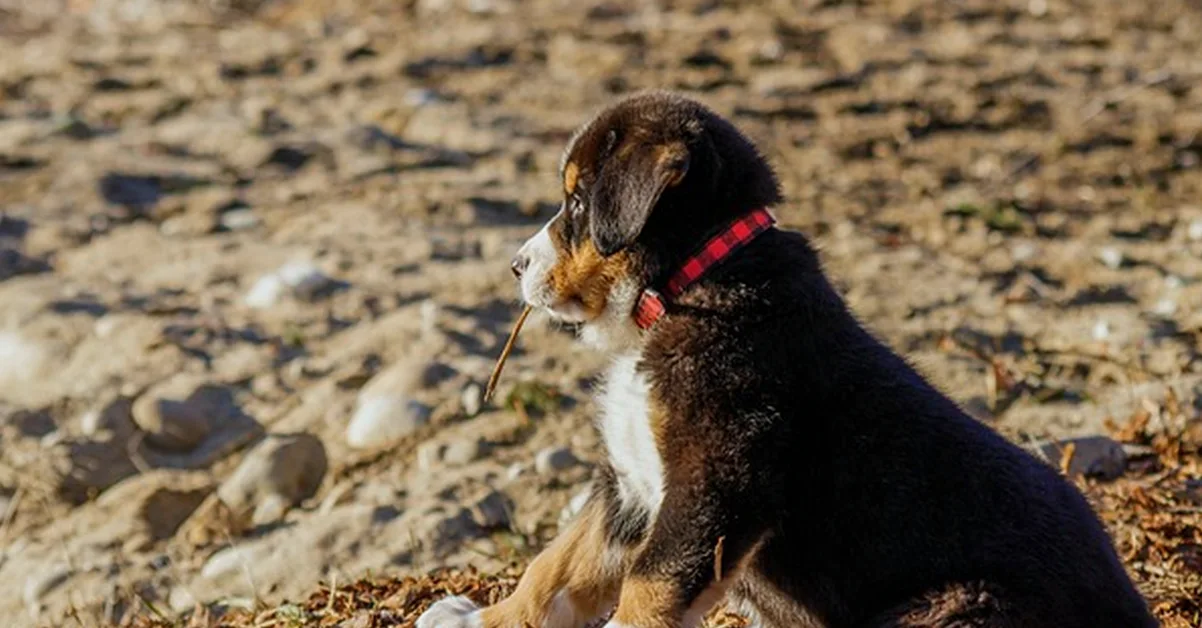Tu perfil falla si solo dices que amas a los perros