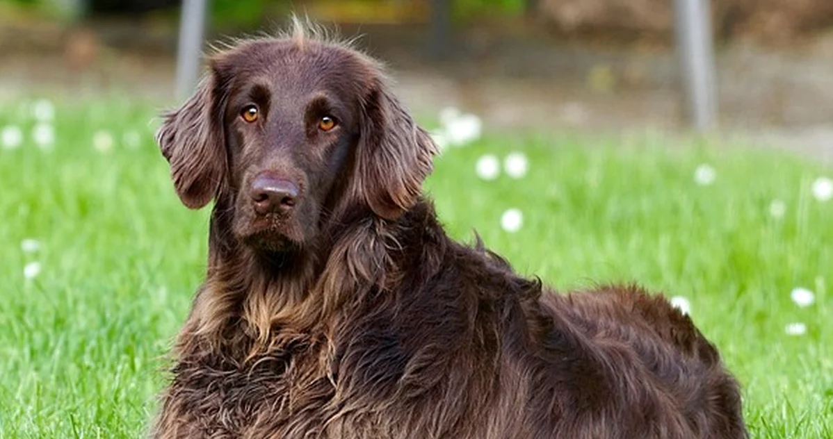Un perfil no basta para cuidar perros de forma legal