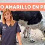 ¿Caca de perro amarilla: ¿Cuándo deberías preocuparte?