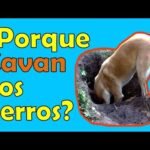 Consejos para detener el hábito de cavar de tu perro