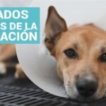 Cuidados para perro esterilizado: alimentación y ejercicio