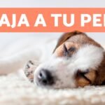 Música para perros: alivia estrés y ansiedad