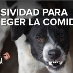 Cómo solucionar el problema de la defensa de recursos en perros