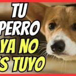 Qué perros no entran en la Ley de Bienestar Animal