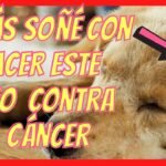 Tratamiento y pronóstico del tumor de células mastocitarias en perros