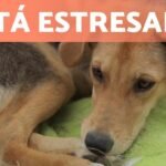 Señales de ansiedad en perros: 10 señales a observar