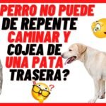 Causas y tratamientos para la cojera en perros: soluciones efectivas