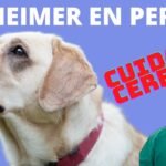 Demencia en Perros: Signos, Síntomas y Cuidados | Guía Completa