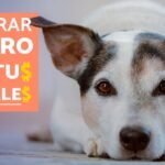 5 trucos para ahorrar en gastos veterinarios con un seguro para perros