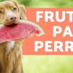 Frutas seguras para perros: consejos para su salud óptima