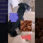 Alimentos prohibidos dieta BARF perros: ¡Evita estos peligros ocultos!