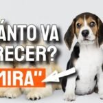 Calculadora de peso de cachorro: ¿Qué tan grande será mi cachorro?