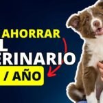 Cómo funciona los seguros para mascotas