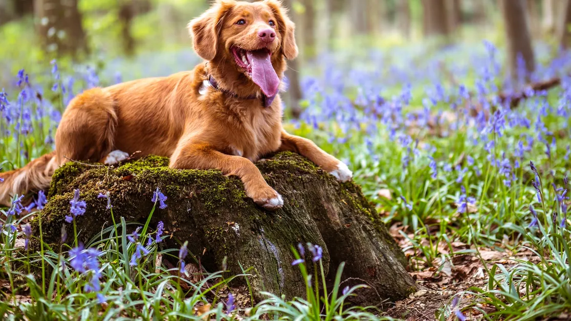 Como cuidar a mi perro durante un viaje