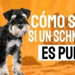 Consejos para Entrenar a un Schnauzer Miniatura: Razas Pequeñas