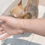 Consejos para prevenir quemaduras solares en perros