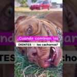 ¿Cuándo pierden los cachorros sus dientes de leche?