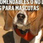 Cuánto cuesta un seguro para mascota