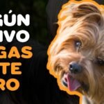 ¿Cuántos perros tienen los Yorkshire?