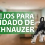 Cuidados especiales de salud para los Schnauzer miniatura