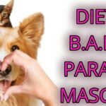 Dieta BARF para perros especiales: Mejora la salud de tu mascota con estos consejos esenciales y descubre su alimentación ideal