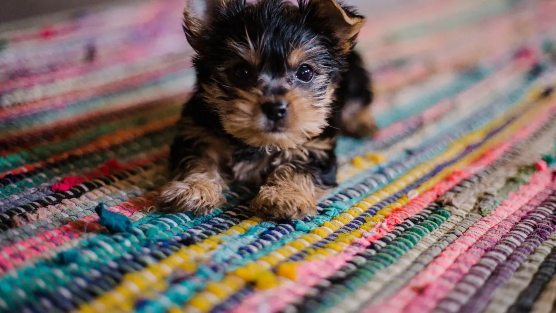 Cual es la edad ideal para socializar a un cachorro