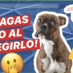 ¿Es realmente necesario que los perros lleven bozal?