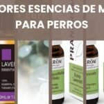 ¿Es seguro el aceite de menta para los perros?