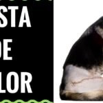 Gabapentina para perros: dosis según el peso