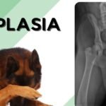 Guía completa: Signos de dolor en articulaciones de perros