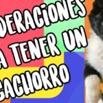 Guía paso a paso para contratar un seguro para perros que se adapte a las necesidades de tu mascota