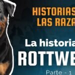 Información sobre la raza de perro Rottweiler y temperamento