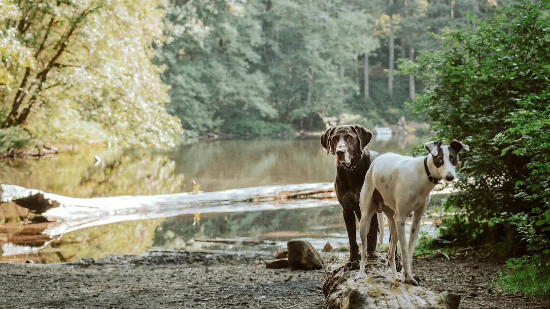 Hay juguetes especificos para perros que les gusta jugar en solitario