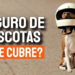 Te atreverías a contratar un seguro para perros que cubra cirugías plásticas