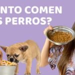 Guía completa de alimentación para cachorros según su edad